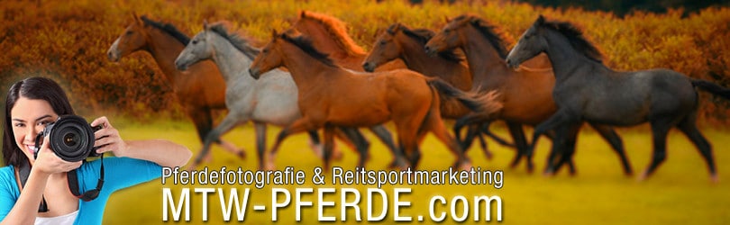 pferdefotografie reistsportmarketing mtw-pferde.com